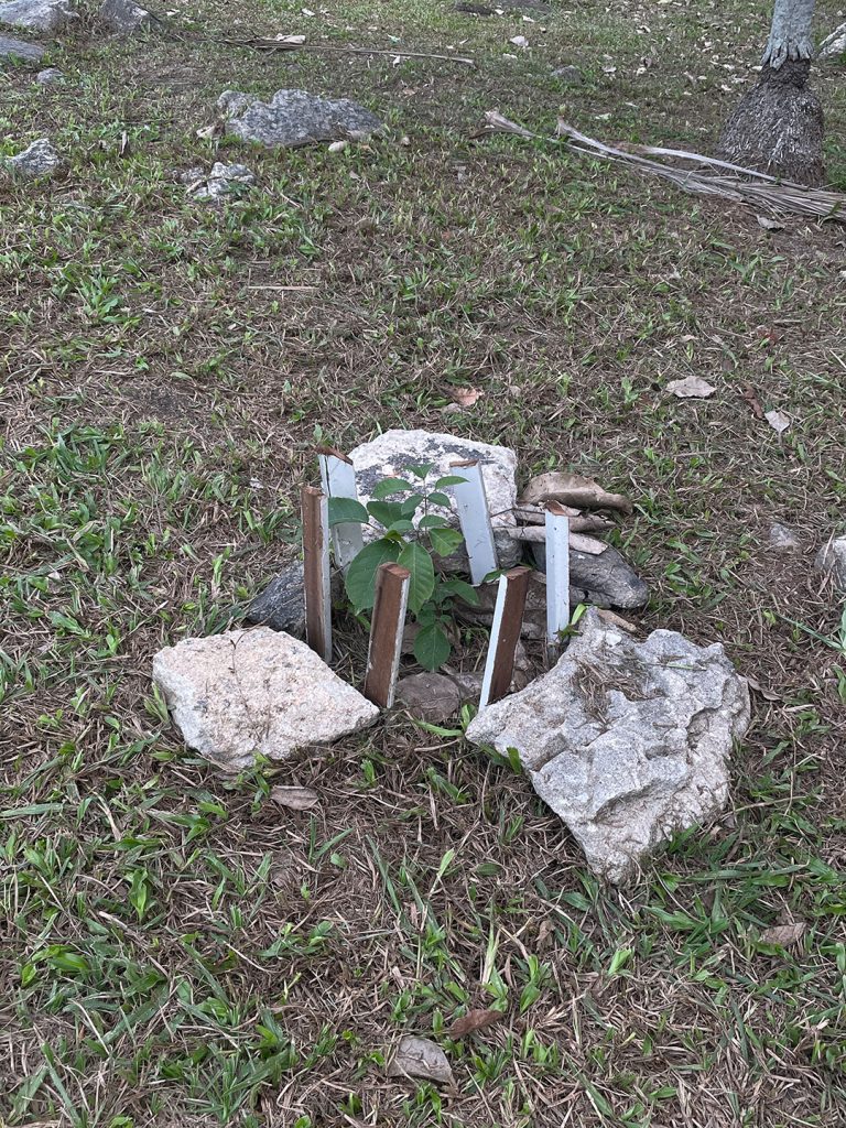 Quando as espécies se encontram na paisagem: pensando socialidades mais-que-humanas em um parque urbano carioca.